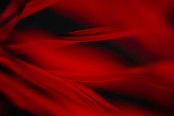 Red leaves overlap in a dense abstract pattern, featuring deep shadows and soft highlights. The vibrant crimson tones and smooth surface textures create a moody and intense natural scene in close-up.