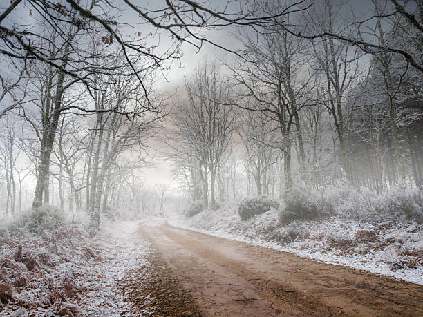 Rural road covered in snow and frost, surrounded by leafless trees, creating a misty winter landscape.