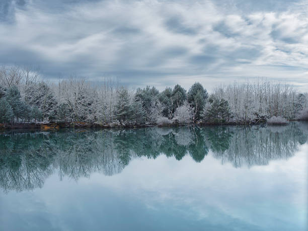 Snow-covered trees on the lake shore
