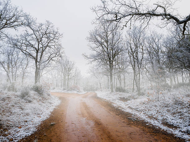 Rural road covered in snow and frost, surrounded by leafless trees, creating a misty winter landscape.