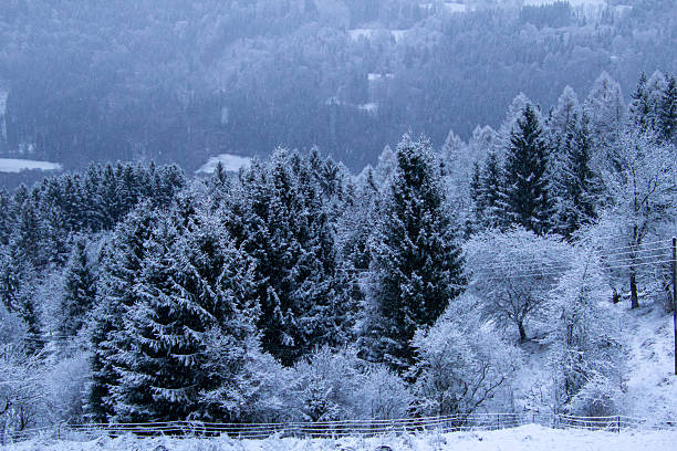Snowfall in a pine forest in Carinthia, Austria on Christmas Eve 2025. Photo taken from high angle view.