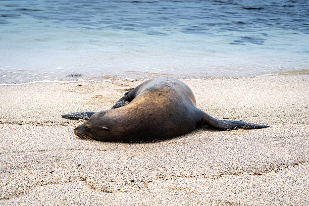 A sea lion enjoys the peaceful surroundings of Playa Loberia beach on San Cristobal Island, Galapagos, Ecuador