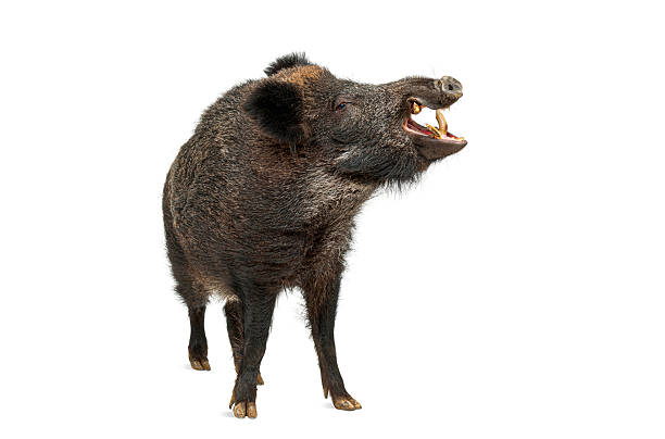 Wild boar standing and showing its tusk with open mouth, isolated on white background