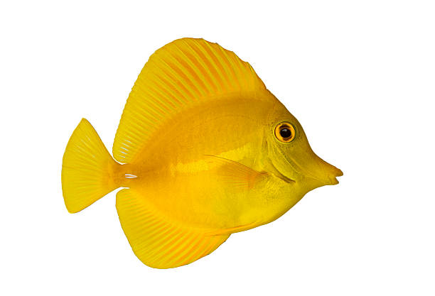 Yellow tang fish displaying its bright fins and coloration isolated on white