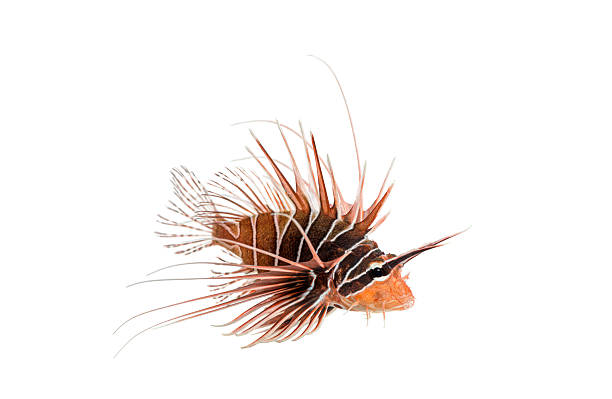 istock Lionfish displaying venomous spines on white background 2257011278