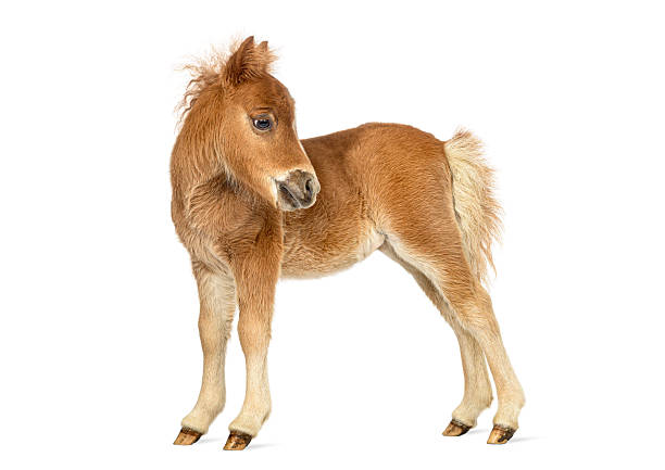 Asil Arabian mare (Asil means - this arabian horses are of pure egyptian descent) and her foal - about 14 days old