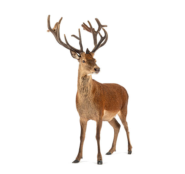 istock Red deer stag standing watching right on white background 2257011568