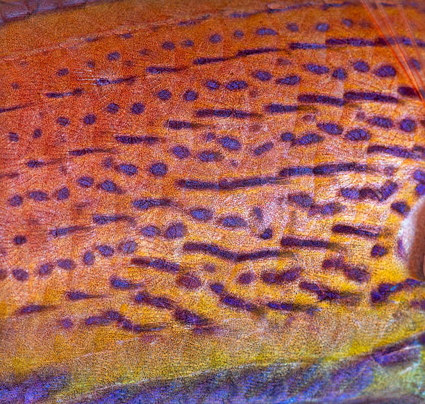 istock Vibrantly colored fish scales close up texture 2257011574