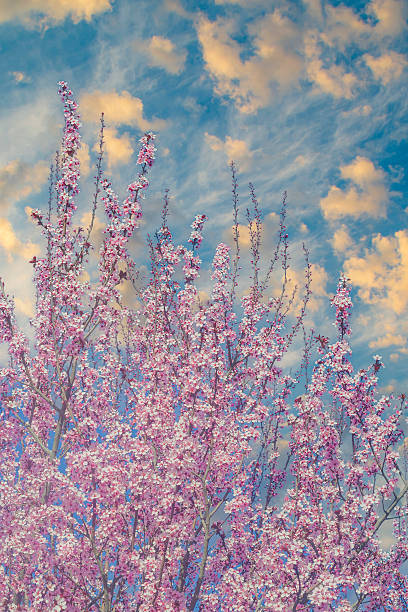 Branches with small pink flowers. Tree in spring. Eastern redbud during flowering.