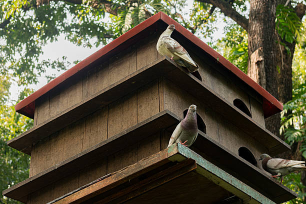 A wooden birdhouse with a background of lush green trees, many birds perched and flying around it