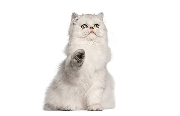 istock White fluffy chinchilla persian cat kitten raising paw 2257013971
