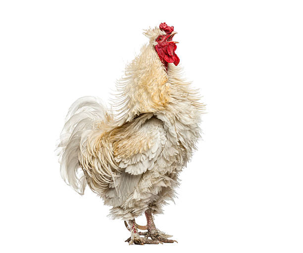 Frizzle rooster with white feathers and red comb crowing, standing on white background