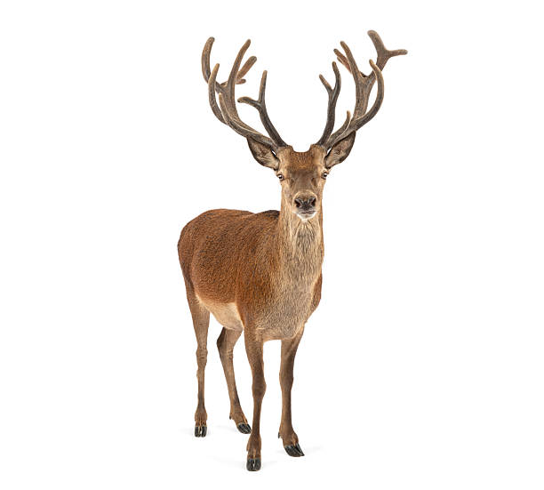 istock Red deer stag standing antlers large animal 2257014471