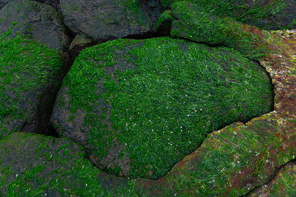 green algae on rocks on the shore after low tide of the sea