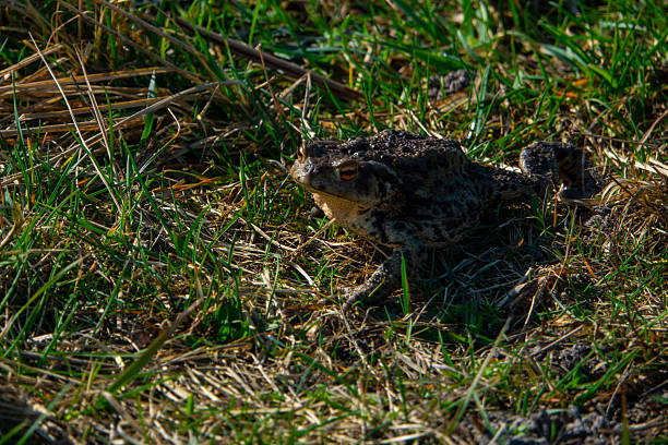 big frog in the grass