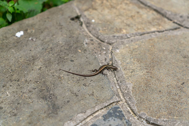 Lacerta,Lacertidae,China,Asia.