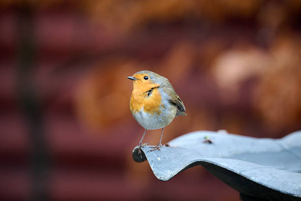 close up of a robin in the garden on a blurry brown background
