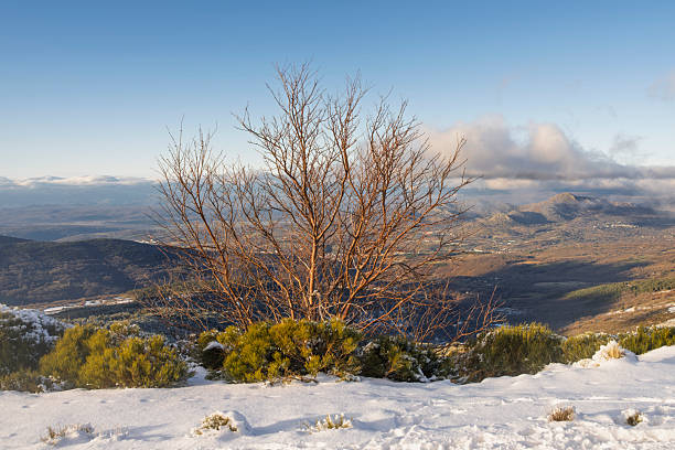 Bare tree in a snowy winter landscape
