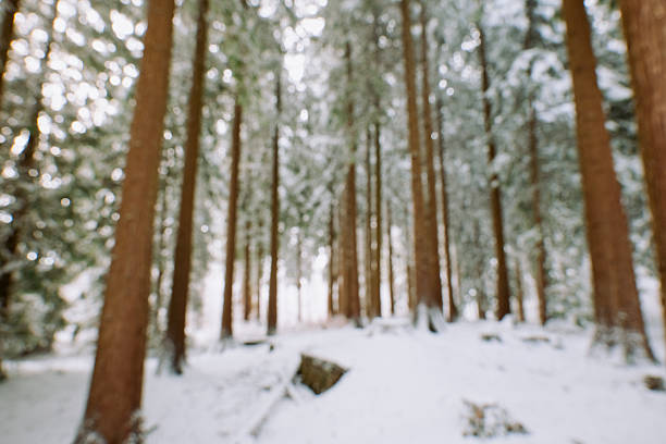 Blurred or defocused nature winter snowy forest background or wallpaper. Blurry trees, snow covered ground and evergreen trees, specular highlights, bokeh, no people