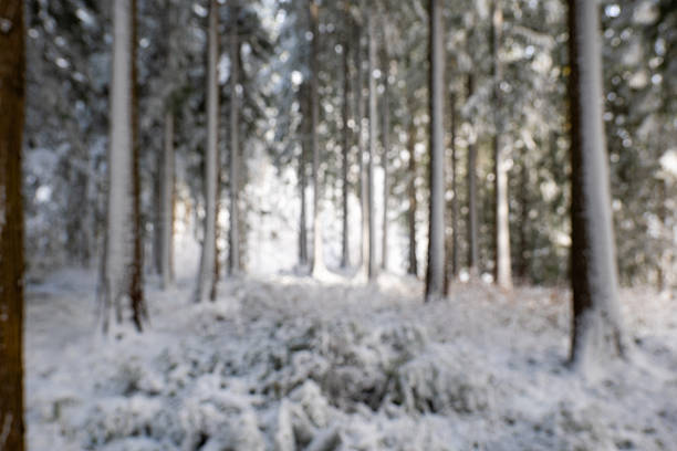 Path through the winter forest