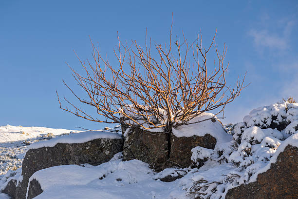 A bare tree growing from a rock in a snowy winter landscape