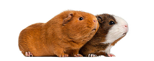 Two cute guinea pigs posing side by side, showcasing their domestic pet nature