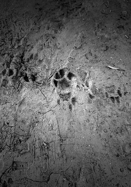 When this concrete pathway was constructed, a dog immortalized itself by leaving a pawprint in the wet cement.