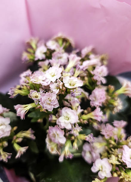 Small pink rose flowers in a grass field closeup