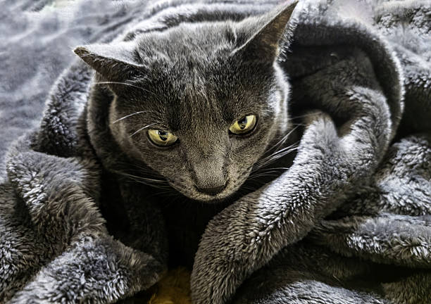 Detail of a Russian blue cat covered by blankets