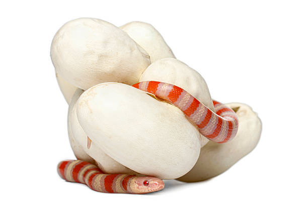Newborn sinaloan milk snake emerging from its white egg, showcasing new life and birth