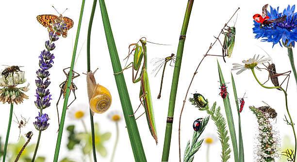 Many insects and bugs living among vibrant flowers and green plants