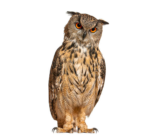 istock Eagle owl with intense orange eyes looking 2257023891