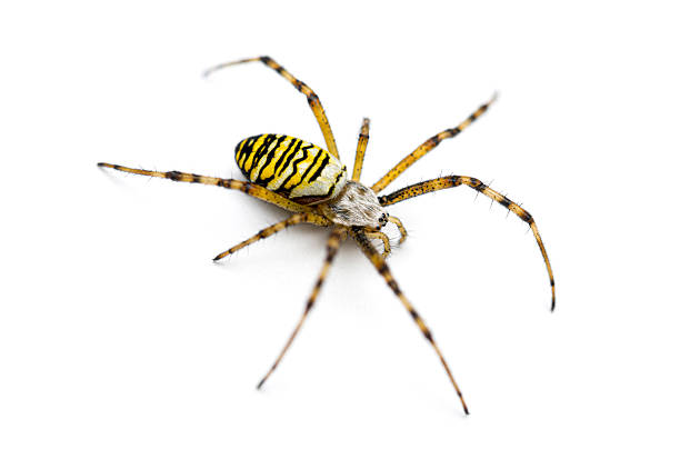 Spider Wasp
