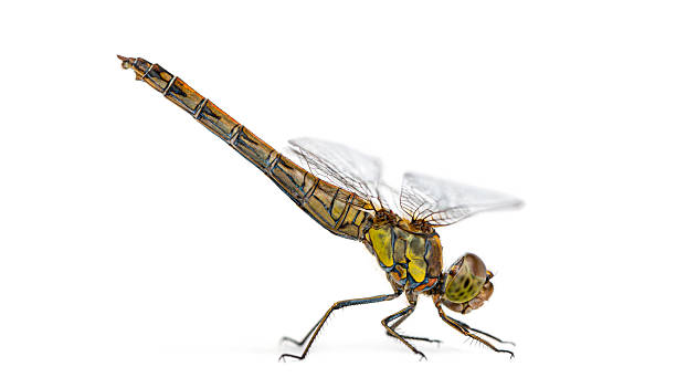 Dragonfly in profile, showing detailed body and transparent wings, isolated on white