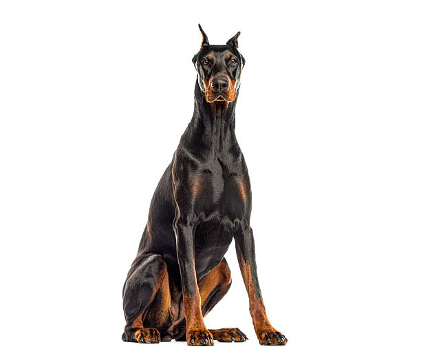 3D rendering illustration of a Sitting Anubis Statue