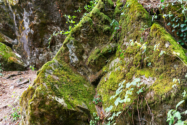 Moss-covered rock formation in forest environment. Natural background with green moss and wild plants, Close-up of large stone covered with moss and climbing plants in woodland, ecology and wilderness