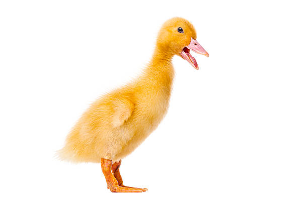 Cute yellow duckling standing on white background with its beak open