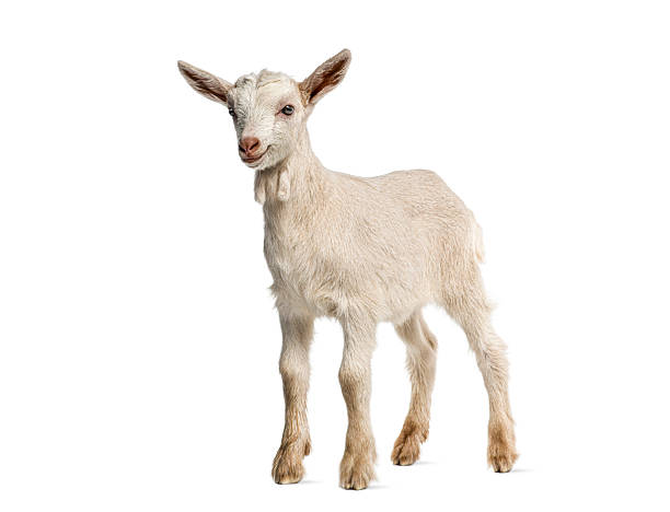 istock Cute white baby kid goat standing studio shot 2257024950
