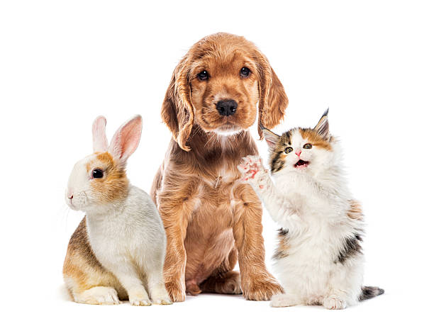 Adorable puppy, kitten, and rabbit sitting together on a white background, symbolizing friendship