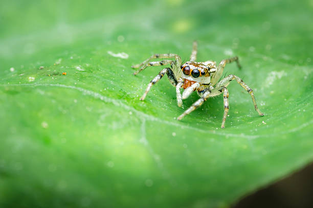 istock Jumping spider observing surroundings on green leaf 2257028688
