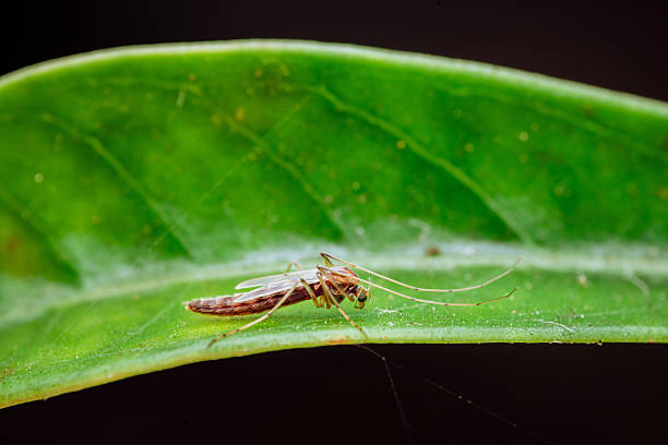 male mosquito on flower. Shallow DOF. 