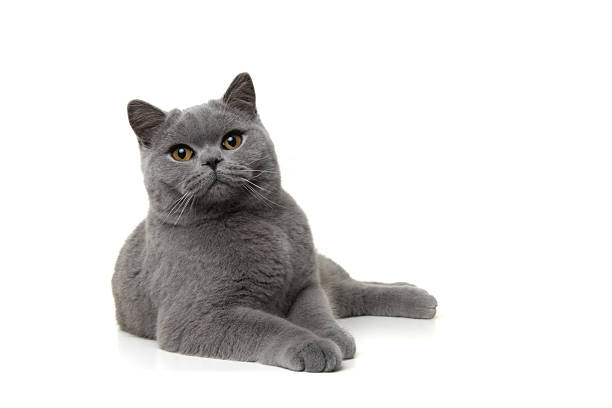 curious british shorthair blue cat inside of a jute bag or basket peeking out.