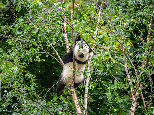 A Playful Panda Climbing Up A Tree In A Natural Habitat