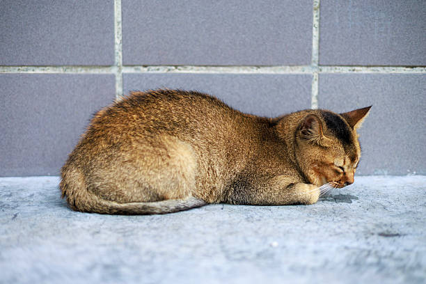A brown stray cat lying curled up and sleeping on a concrete floor against a tiled wall. The scene conveys calmness, rest, and urban animal life in an outdoor setting.