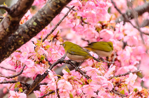 Two Japanese white-eye birds are resting on the branches of vibrant pink Kawazu cherry blossoms in full bloom during the spring season.