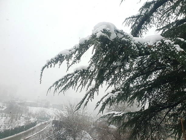 Park Mziuri and Chabua Amirejibi road Snowing