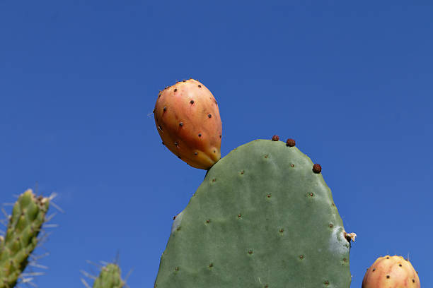 A vibrant shot showcases a prickly pear cactus with its fruit against a bright blue sky, emphasizing the desert landscape.