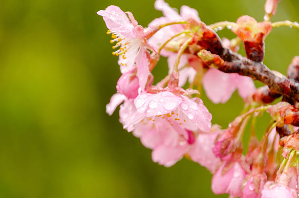 Side-view of delicate pink cherry blossoms covered in fresh raindrops with a bright green spring background.