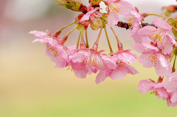Close-up of pink cherry blossoms covered in glistening raindrops against a soft, blurred green background.