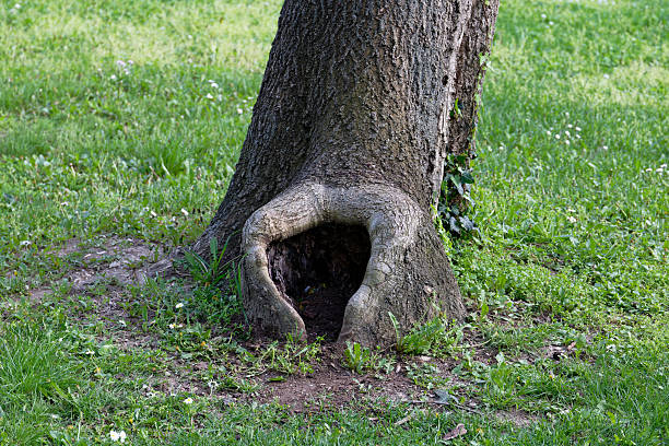 Silver maple tree trunk close up